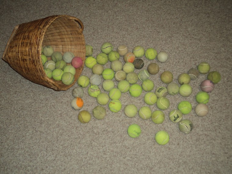 Buddy's tennis balls